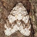 8098 Little White Lichen Moth (Clemensia albata)
