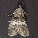 5606 Maple Webworm Moth (Pococera asperatella)
