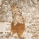 8318 Gypsy Moth Female (Lymantria dispar)