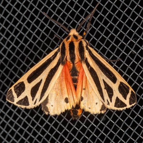 8169 Harnessed Tiger Moth (Apantesis phalerata)