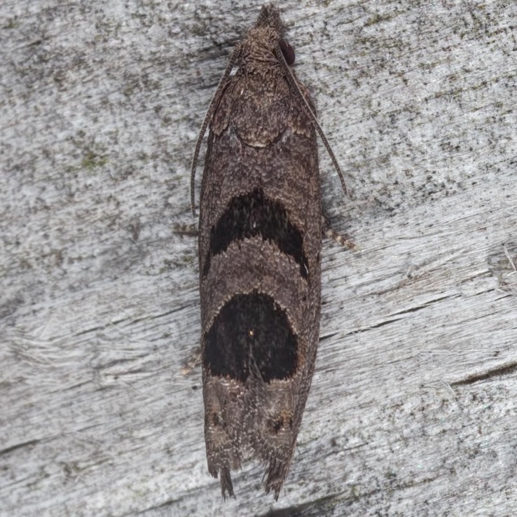 2936  Aster-head Phaneta Moth (Phaneta tomonana)