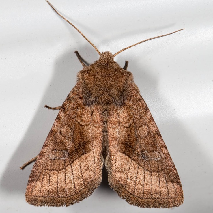 10405 Bridled Arches Moth (Lacinipolia lorea)