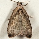2791 Wretched Olethreutes Moth (Olethreutes exoletum) 