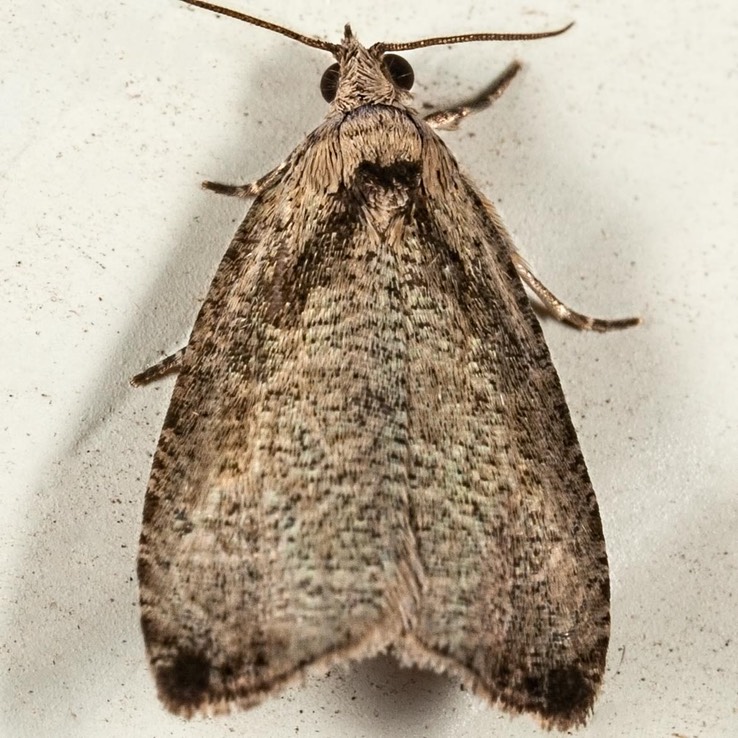 2791 Wretched Olethreutes Moth (Olethreutes exoletum) 