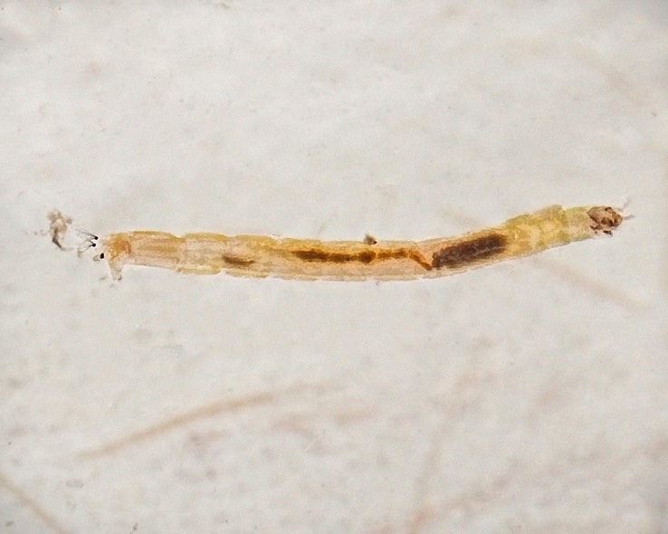Non-red Midge Larvae (Chironomidae)