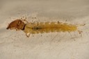 Fingernet Caddisfly (Chimarra aterrima)