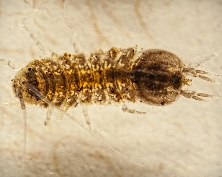 Isopod (Caecidotea sp.)