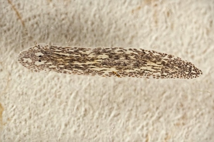 Flatworm (Turbellaria)