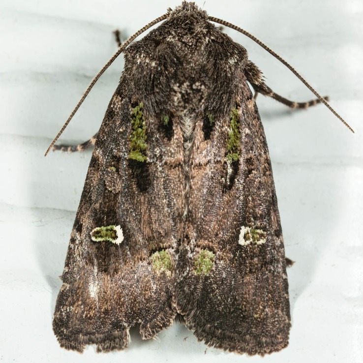 10397 Bristly Cutworm Moth  (Lacinipolia renigera)