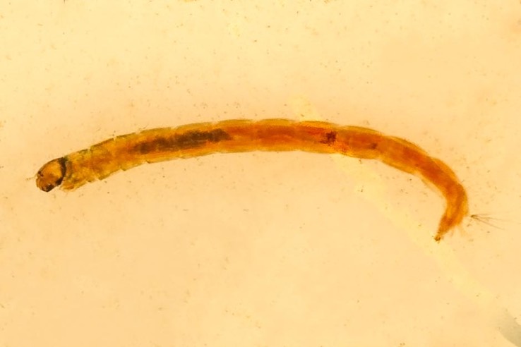 Non-red Midge Larva (Chironomidae)