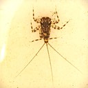 Flathead Mayfly  (Heptageniidae)