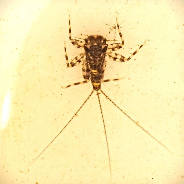 Flathead Mayfly  (Heptageniidae)