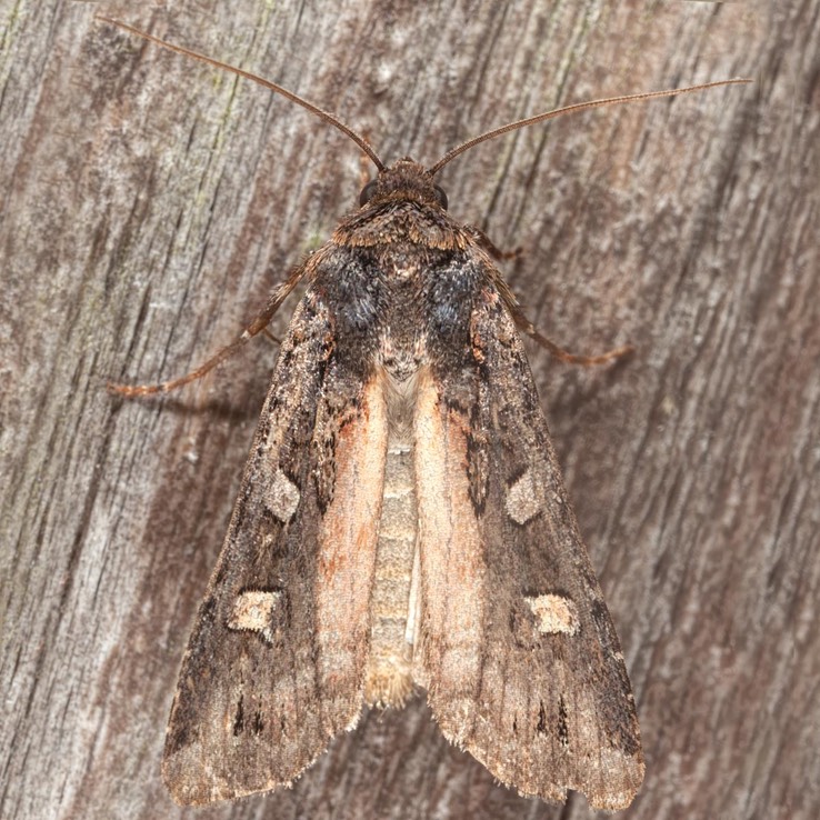 10924 Finland Dart Moth (Actebia fennica)