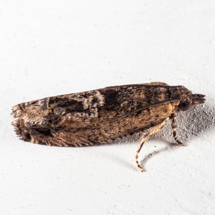 3274  Cotton Tipworm Moth (Crocidosema plebejana)
