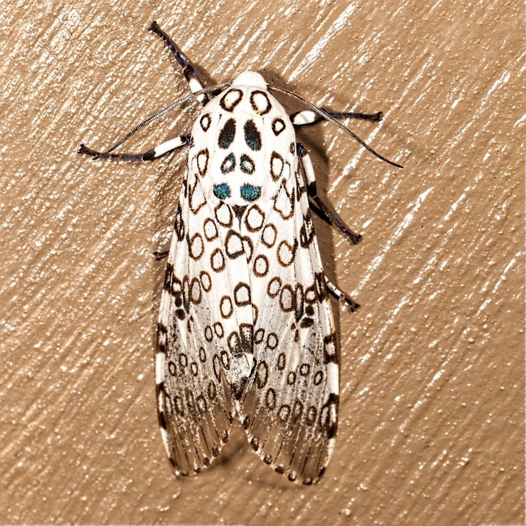 8146 Giant Leopard Moth (Hypercompe scribonia)