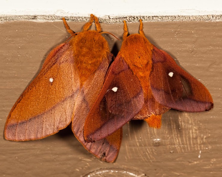 7723 Southern Pink-striped Oakworm Moth  (Anisota virginiensis pellucida) female & male