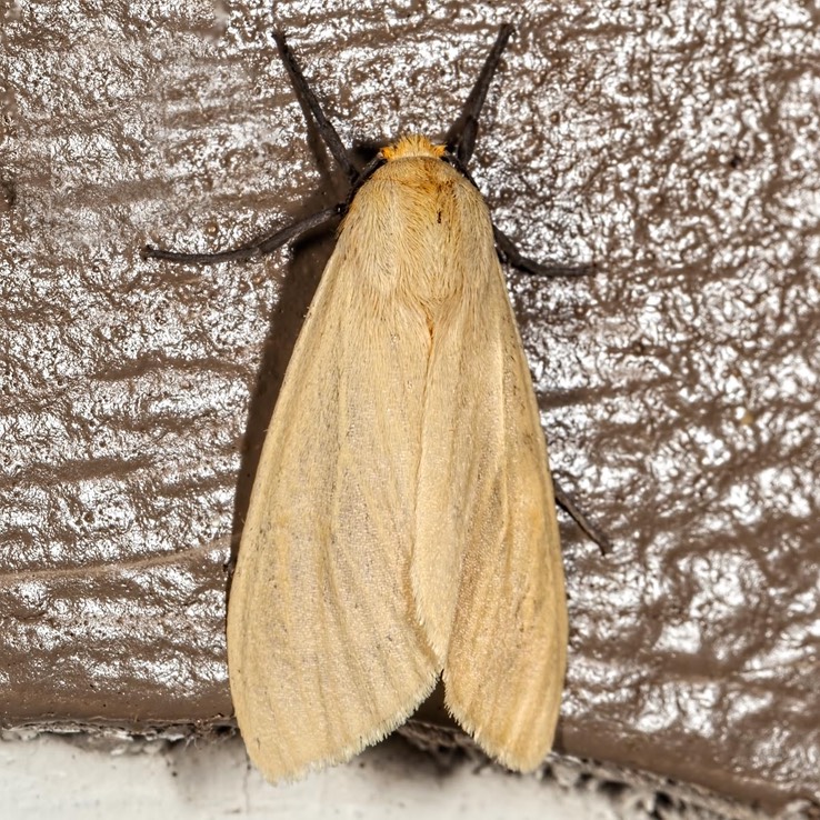 8227 Yellow-winged Pareuchaetes (Pareuchaetes insulata)