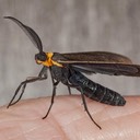 8267 Yellow-collared Scape Moth (Cisseps fulvicollis)