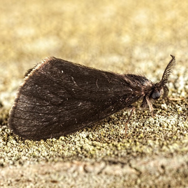 0442 Bagworm Moth (Cryptothelea gloverii)