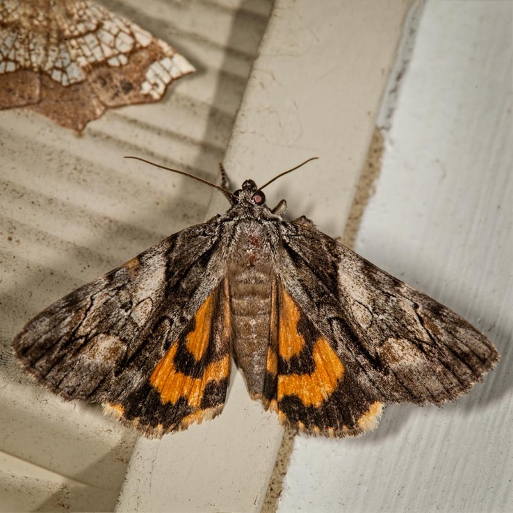 8863 – Catocala mira – Wonderful Underwing Moth 