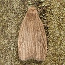8046 Uniform Lichen Moth - Crambidia uniformis 