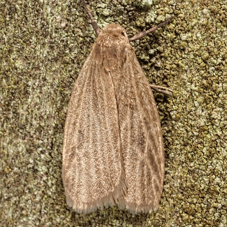 8046 Uniform Lichen Moth - Crambidia uniformis 