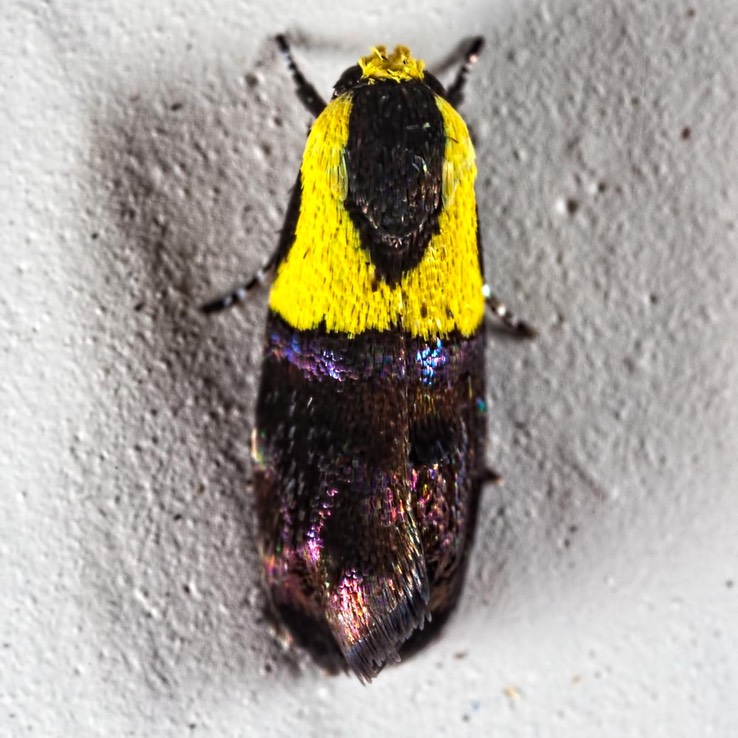 1026 Yellow-vested Moth - Rectiostoma xanthobasis 