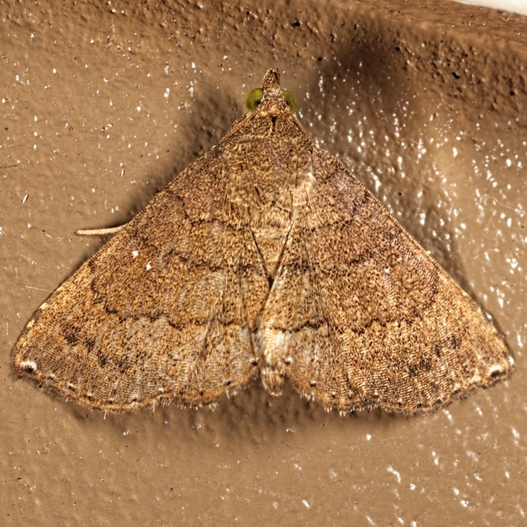 8391 Dotted Carteris Moth - Carteris oculatalis