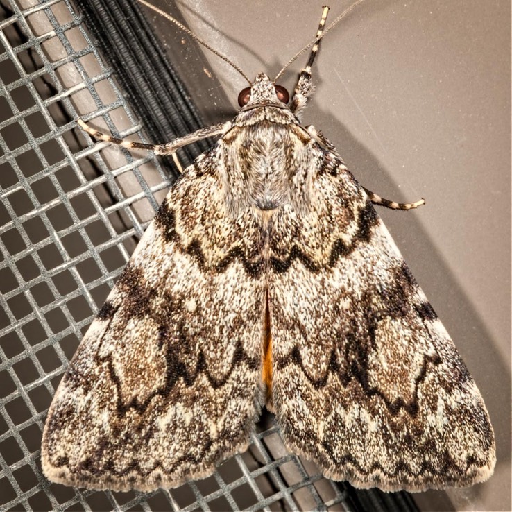 8878/8878.1 Little Lined Underwing (Catocala amica-lineella)