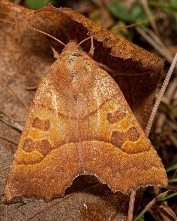  9952 Scalloped Sallow Moth (Eucirroedia pampina)