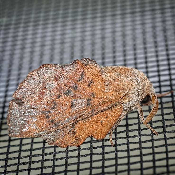 7687 American Lappet Moth - (Phyllodesma americana)