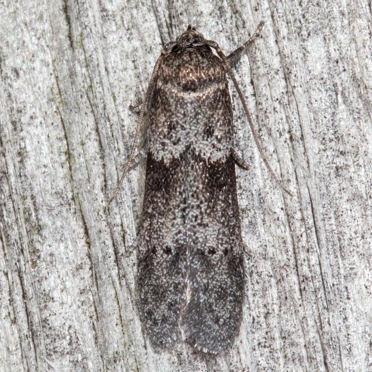 1162 Acorn Moth (Blastobasis glandulella)