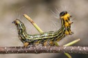 7902 Yellow-necked Caterpillar (Datana ministra)