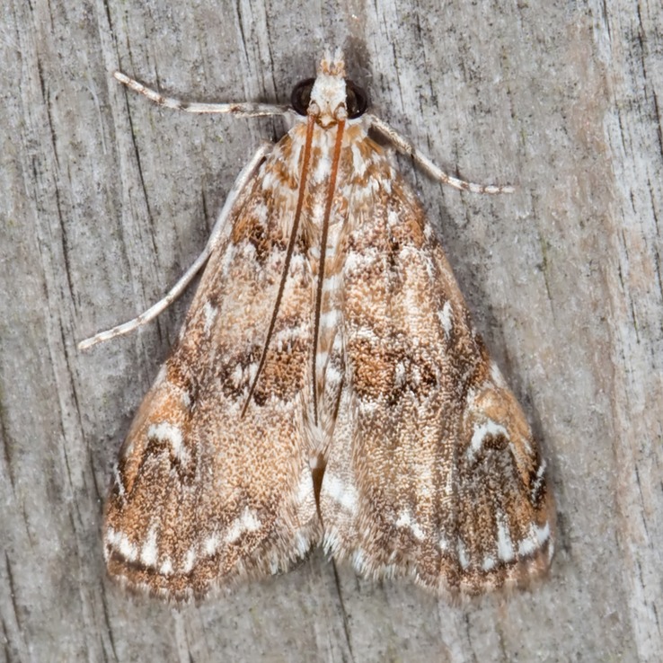  4751 – Waterlily Borer Moth – Elophila gyralis