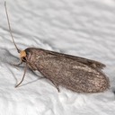 5623 Lesser Wax Moth (Achroia grisella)