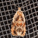2826 Lacuna Moth (Olethreutes lacunana)