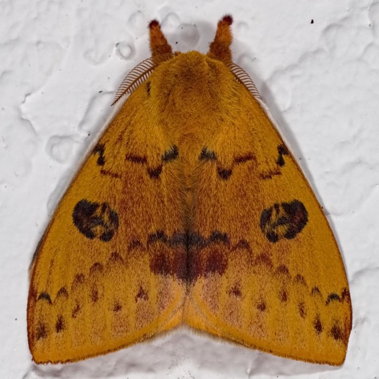 7746 Io Moth (Automeris io)