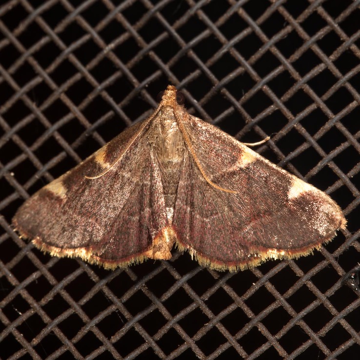 5533 Yellow-fringed Dolichomia Moth (Hypsopygia olinalis)