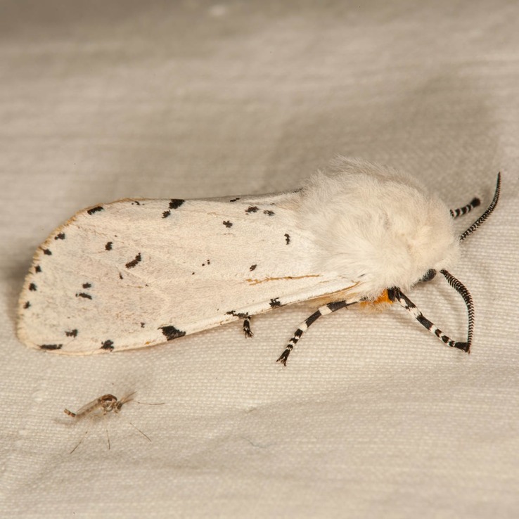 8131 Salt Marsh Moth (Estigmene acrea)