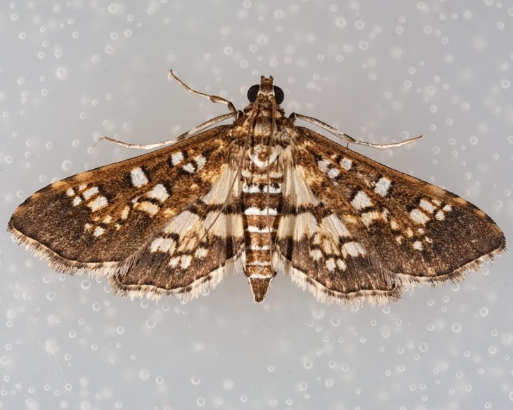 5150 Assembly Moth (Samea ecclesialis)