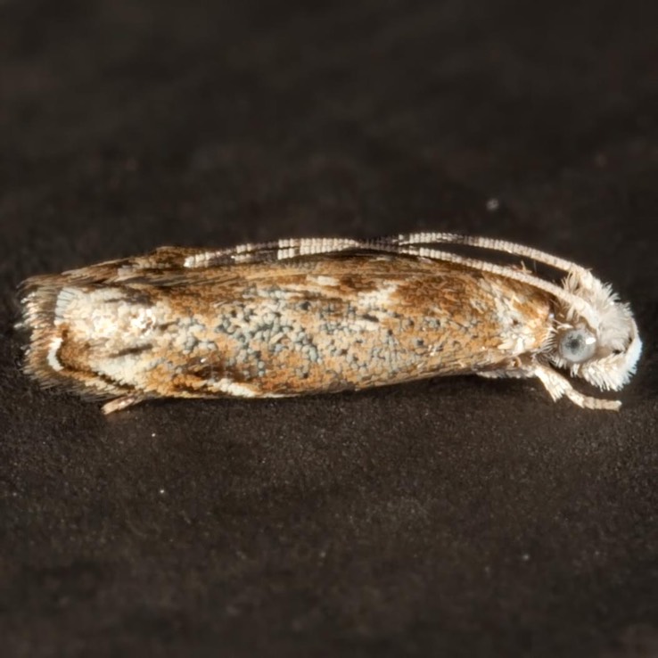 0307.1 Hawaiian Dancing Moth  (Dryadaula terpsichorella)